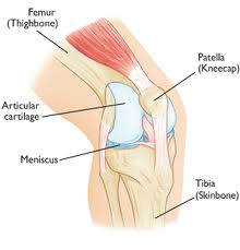 анатомия колена